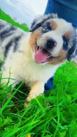 Chubbs , a male Australian Shepherd for sale in South Kenosha, WI – Photo 1 of 10