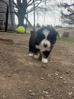 Biddi , a female Australian Shepherd for sale in South Kenosha, WI – Photo 8 of 9