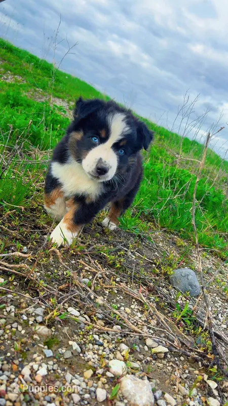 Biddi  – Australian Shepherd puppy for sale in South Kenosha, WI