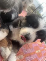 Biddi , a female Australian Shepherd for sale in South Kenosha, WI – Photo 4 of 9