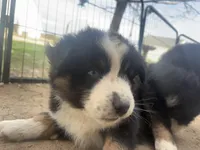 Biddi , a female Australian Shepherd for sale in South Kenosha, WI – Photo 2 of 9