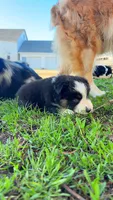 Biddi , a female Australian Shepherd for sale in South Kenosha, WI – Photo 6 of 9