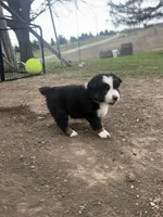Biddi , a female Australian Shepherd for sale in South Kenosha, WI – Photo 5 of 9
