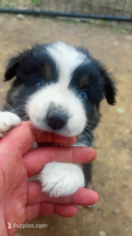 Biddi  – Australian Shepherd puppy for sale in South Kenosha, WI