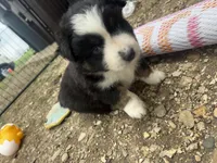Biddi , a female Australian Shepherd for sale in South Kenosha, WI – Photo 7 of 9