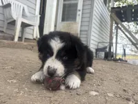 Biddi , a female Australian Shepherd for sale in South Kenosha, WI – Photo 3 of 9