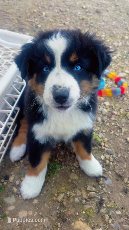 Biddi  – Australian Shepherd puppy for sale in South Kenosha, WI