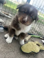 Chungus , a male Australian Shepherd for sale in South Kenosha, WI – Photo 3 of 10