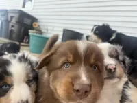 Chungus , a male Australian Shepherd for sale in South Kenosha, WI – Photo 9 of 10