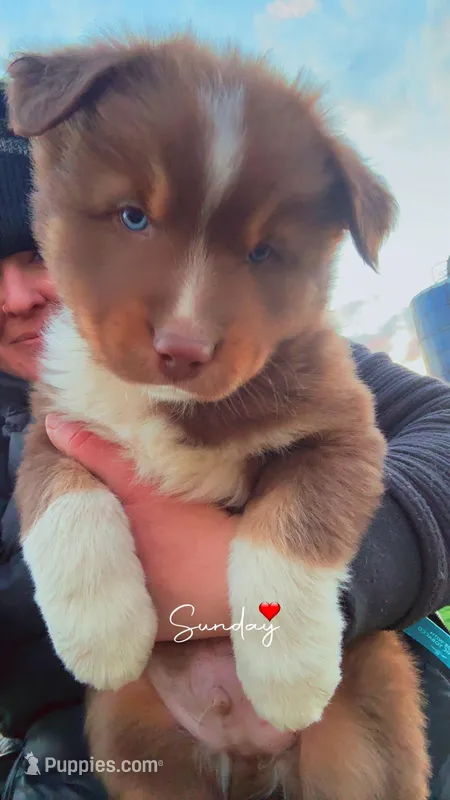 Chungus  – Australian Shepherd puppy for sale in South Kenosha, WI
