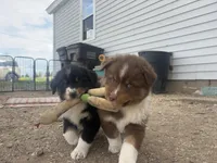 Chungus , a male Australian Shepherd for sale in South Kenosha, WI – Photo 6 of 10
