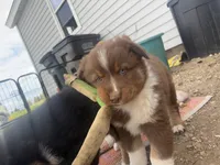 Chungus , a male Australian Shepherd for sale in South Kenosha, WI – Photo 5 of 10