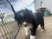 Sweet Potato , a female Australian Shepherd for sale in South Kenosha, WI – Photo 4 of 10