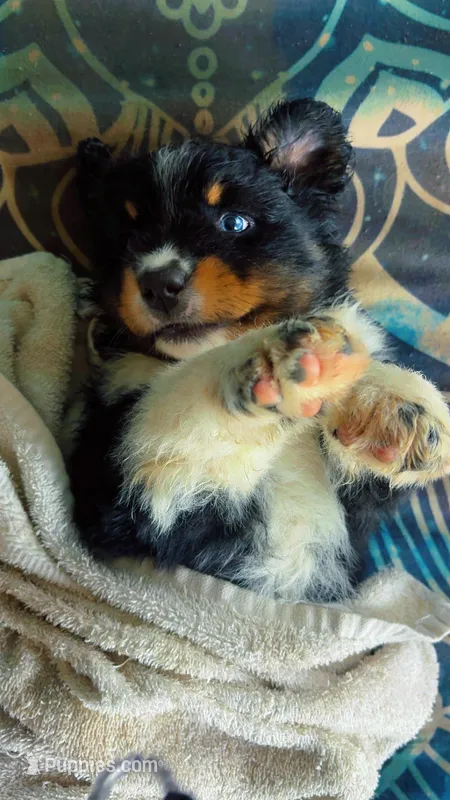 Sweet Potato  – Australian Shepherd puppy for sale in South Kenosha, WI