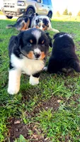 Sweet Potato , a female Australian Shepherd for sale in South Kenosha, WI – Photo 8 of 10