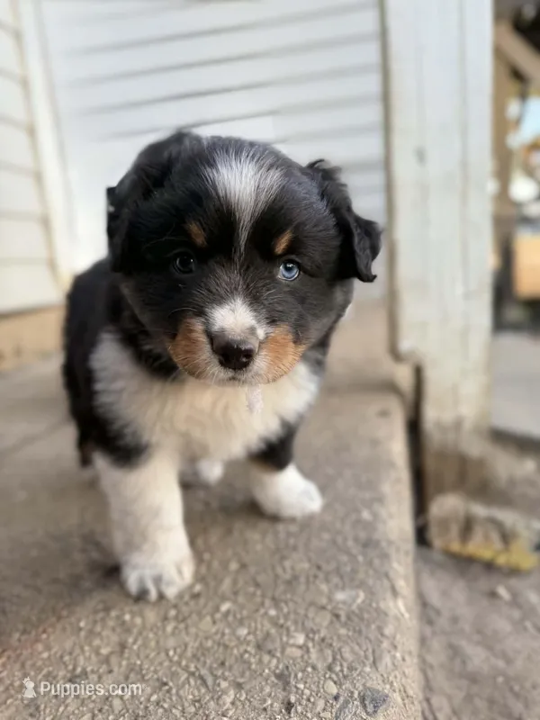 Sweet Potato  – Australian Shepherd puppy for sale in South Kenosha, WI