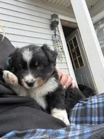 Sweet Potato , a female Australian Shepherd for sale in South Kenosha, WI – Photo 10 of 10