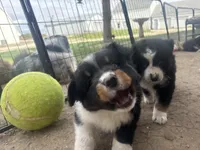 Sweet Potato , a female Australian Shepherd for sale in South Kenosha, WI – Photo 2 of 10