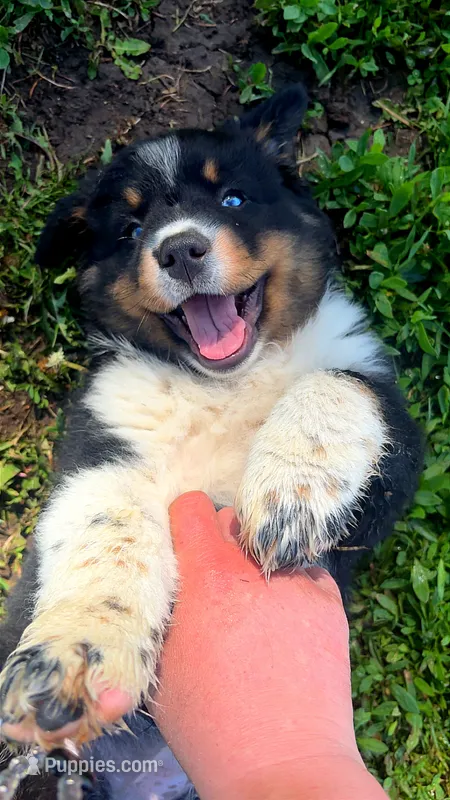 Sweet Potato  – Australian Shepherd puppy for sale in South Kenosha, WI