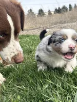 Savi , a male Australian Shepherd for sale in South Kenosha, WI – Photo 6 of 8