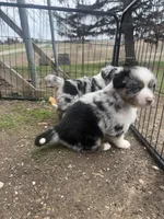 Savi , a male Australian Shepherd for sale in South Kenosha, WI – Photo 4 of 8