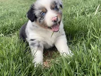 Savi , a male Australian Shepherd for sale in South Kenosha, WI – Photo 2 of 8