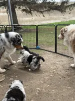 Savi , a male Australian Shepherd for sale in South Kenosha, WI – Photo 3 of 8