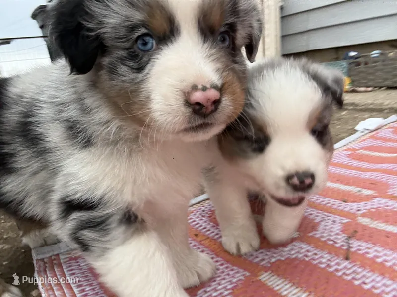 Savi  – Australian Shepherd puppy for sale in South Kenosha, WI