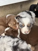Savi , a male Australian Shepherd for sale in South Kenosha, WI – Photo 7 of 8