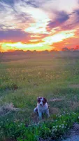 Conker , a male Australian Shepherd for sale in South Kenosha, WI – 2 of 10