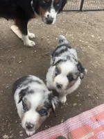 Chonk-Chubs, a male Australian Shepherd for sale in South Kenosha, WI – Photo 2 of 6