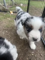Chonk-Chubs, a male Australian Shepherd for sale in South Kenosha, WI – Photo 6 of 6