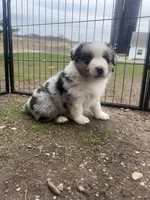 Chonk-Chubs, a male Australian Shepherd for sale in South Kenosha, WI – Photo 5 of 6