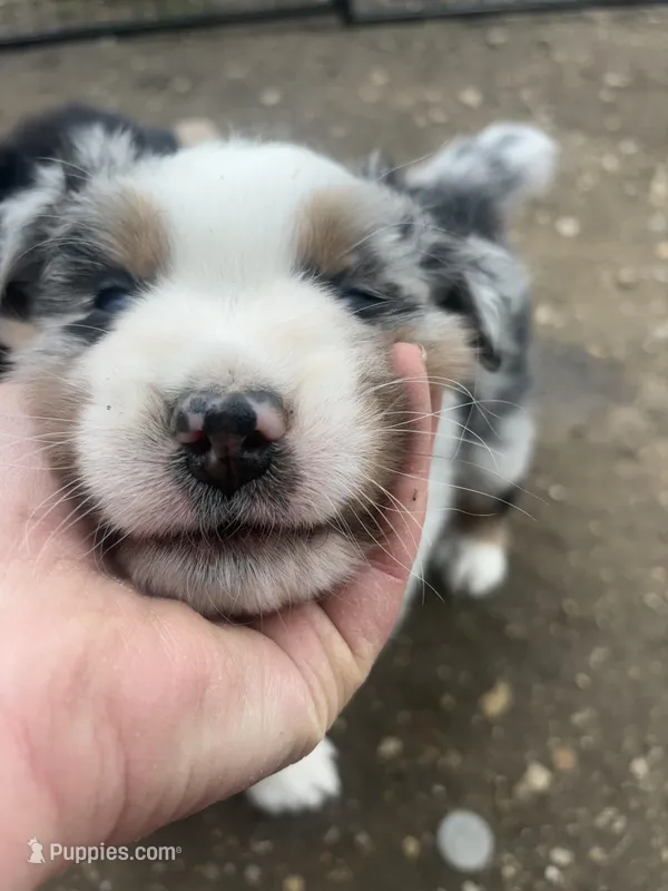 Chonk-Chubs – Australian Shepherd puppy for sale in South Kenosha, WI