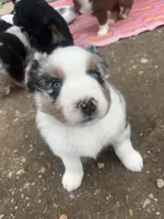 Chonk-Chubs, a male Australian Shepherd for sale in South Kenosha, WI – Photo 3 of 6