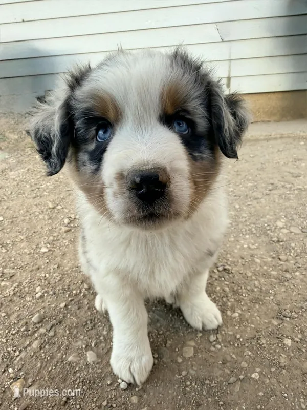Chonk-Chubs – Australian Shepherd puppy for sale in South Kenosha, WI