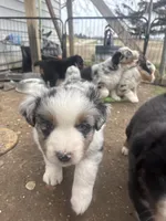 Chonk-Chubs, a male Australian Shepherd for sale in South Kenosha, WI – Photo 4 of 6