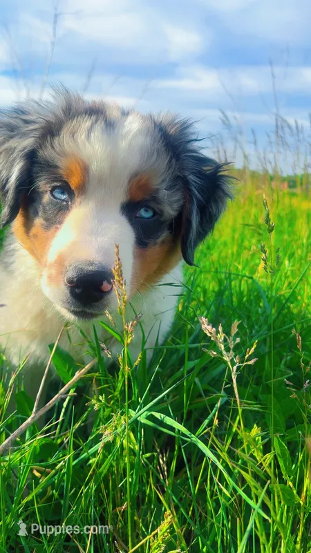 Conker  – Australian Shepherd puppy for sale in South Kenosha, WI