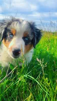 Conker , a male Australian Shepherd for sale in South Kenosha, WI – 1 of 10