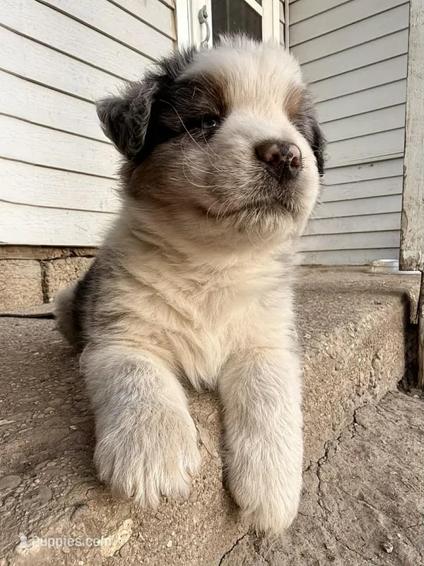 Hamster-Hammy, a male Australian Shepherd for sale in South Kenosha, WI – Photo 1 of 8