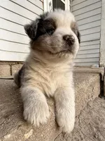 Hamster-Hammy, a male Australian Shepherd for sale in South Kenosha, WI – Photo 1 of 8