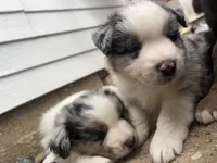 Hamster-Hammy, a male Australian Shepherd for sale in South Kenosha, WI – Photo 8 of 8