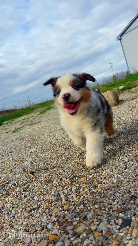 Hamster-Hammy – Australian Shepherd puppy for sale in South Kenosha, WI