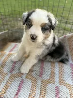 Hamster-Hammy, a male Australian Shepherd for sale in South Kenosha, WI – Photo 2 of 8