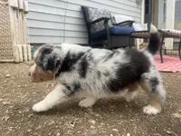 Teddy , a male Australian Shepherd for sale in South Kenosha, WI – Photo 4 of 6
