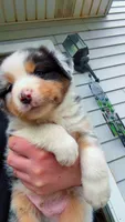 Teddy , a male Australian Shepherd for sale in South Kenosha, WI – Photo 2 of 6