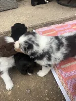 Teddy , a male Australian Shepherd for sale in South Kenosha, WI – Photo 3 of 6