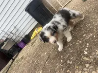 Teddy , a male Australian Shepherd for sale in South Kenosha, WI – Photo 6 of 6