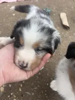 Teddy , a male Australian Shepherd for sale in South Kenosha, WI – Photo 5 of 6