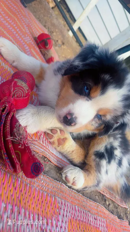 Teddy  – Australian Shepherd puppy for sale in South Kenosha, WI
